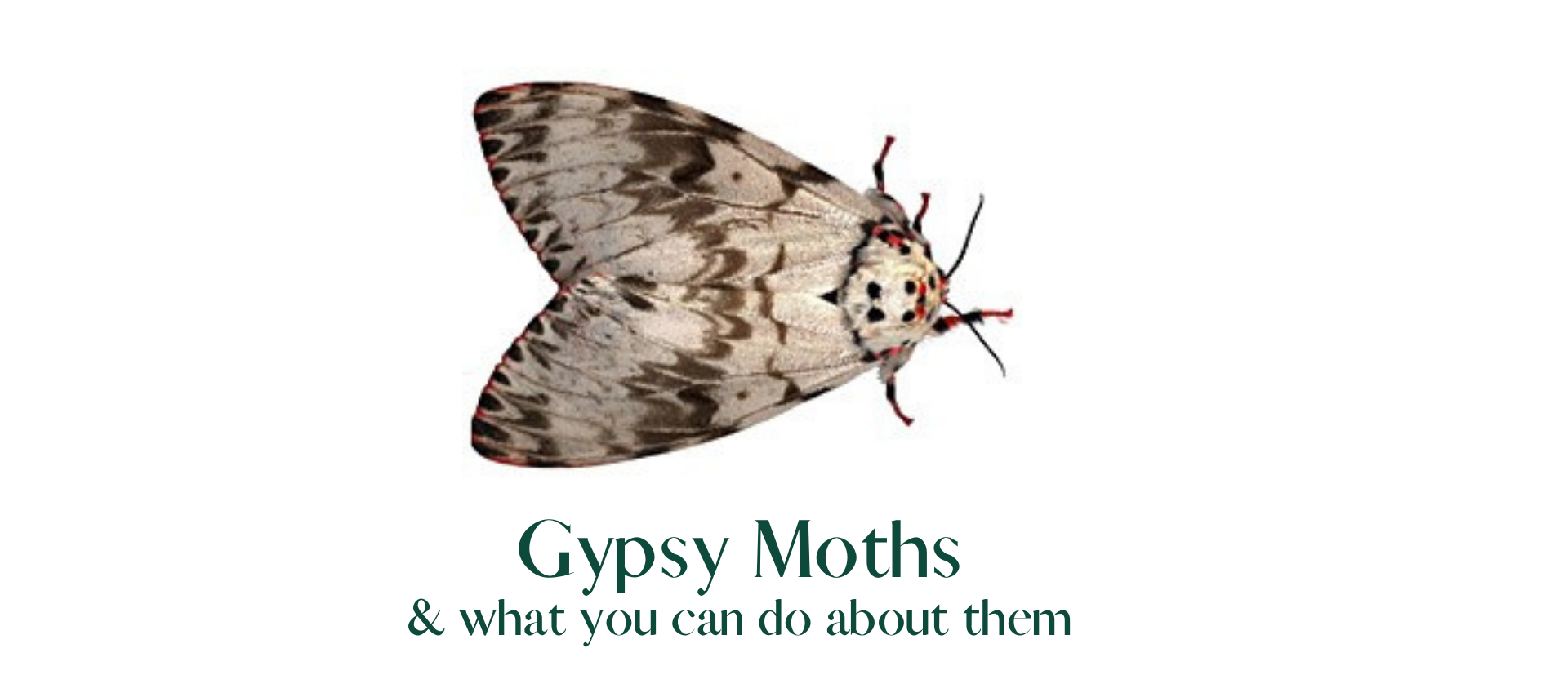 Gypsy Moth & what you can do about them Gypsy Moth Image