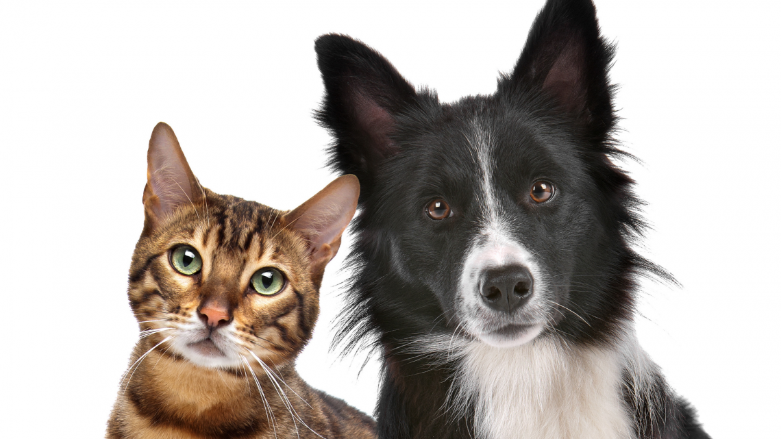 Animal Services Animal Services Image