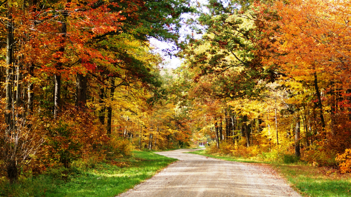 Roads Dogwood Road Image