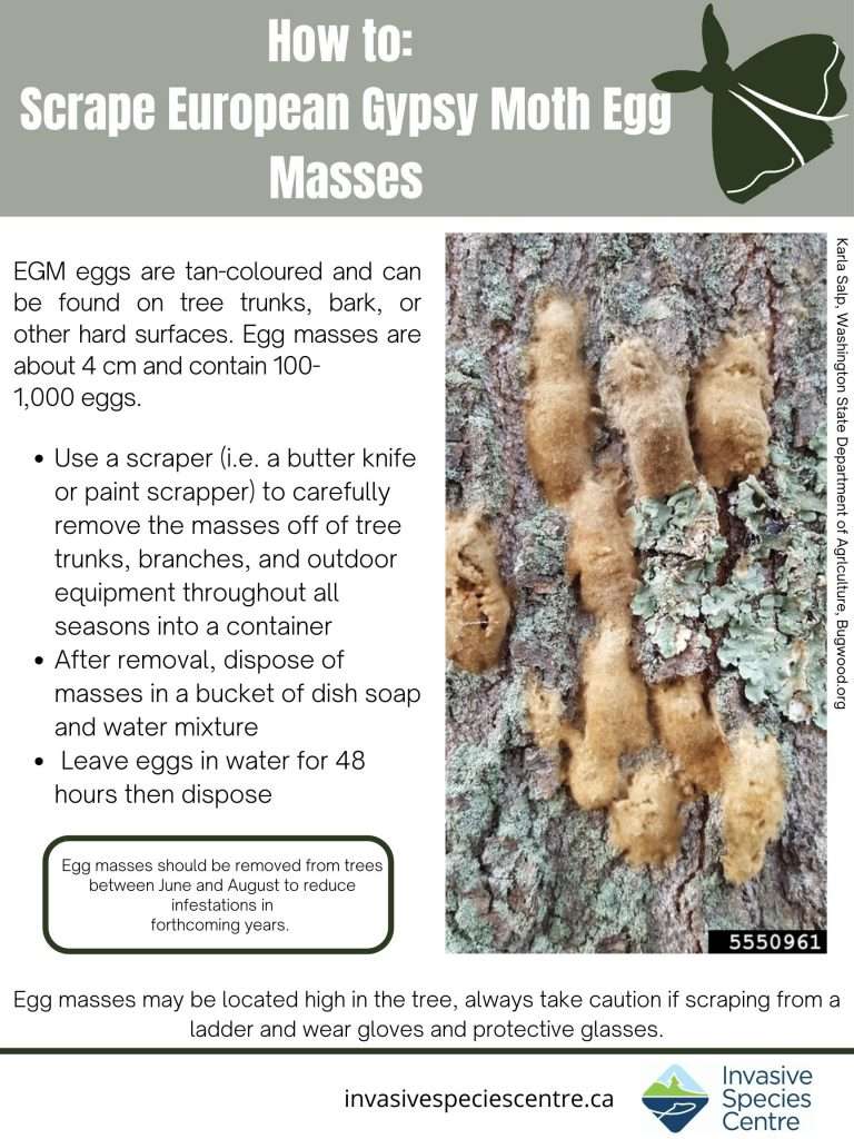 Gypsy Moths Southwest Middlesex
